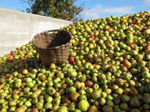 Cesto en manzanero lleno de manzanas
