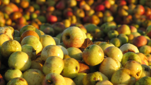 Manzanas en el manzananera