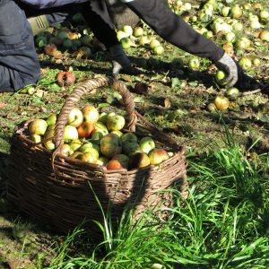 Persona pañando manzana del suelo