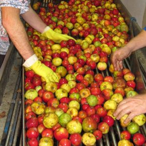 Personas escogiendo la manzana