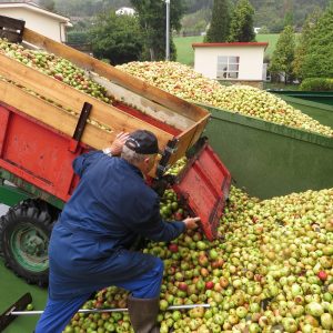 Persona echando la manzana del tractor al canigú (manzanero)