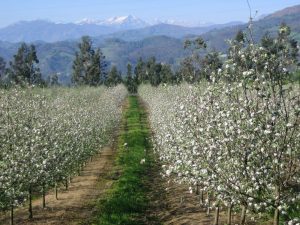 Pumarada en su máximo esplendor de floración