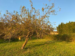 Pumar con nido de pájaros de Finca Palacio de Meres