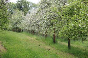 Pumares en fila que están floreciendo de manera desigual
