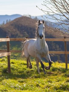 Caballo trotando en la finca del Hotel Yeguada Albeitar