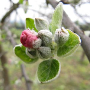 Botón de flor del manzano