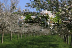 Flores en pumaradas de manzano