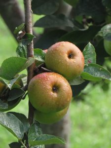Manzanas de sidra asturianas mojadas