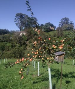 Pumar y caja nido de Finca Turismo Faces