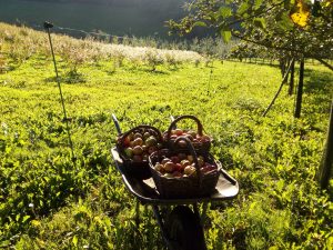 Manzanas en cestos y carretilla