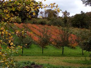 Sección de la pumarada más joven
