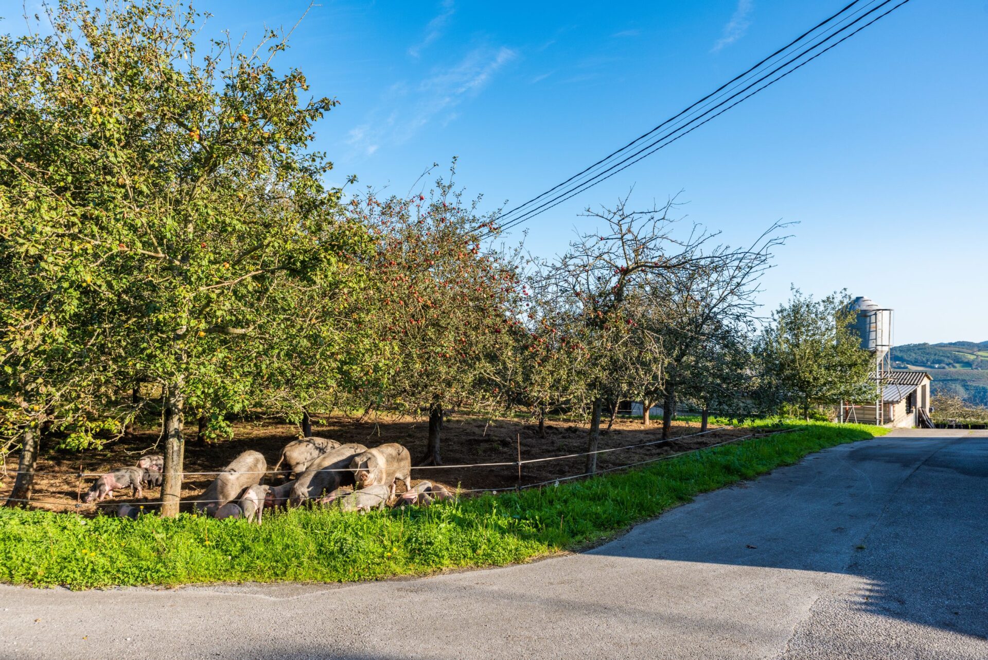 Gochos asturcelta en la finca de J. Antonio Lebredo