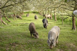 Gochos asturcelta pastando por la pumarada de Agroturismo Lebredo