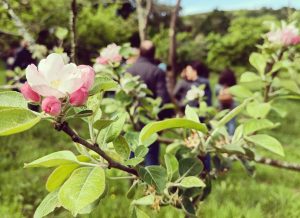 Detalle flor, visita finca Arandanos y Manzanas