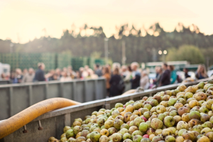 Manzanero con manzanas en llagar de Sidra Cortina