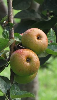 Manzanas de sidra asturianas
